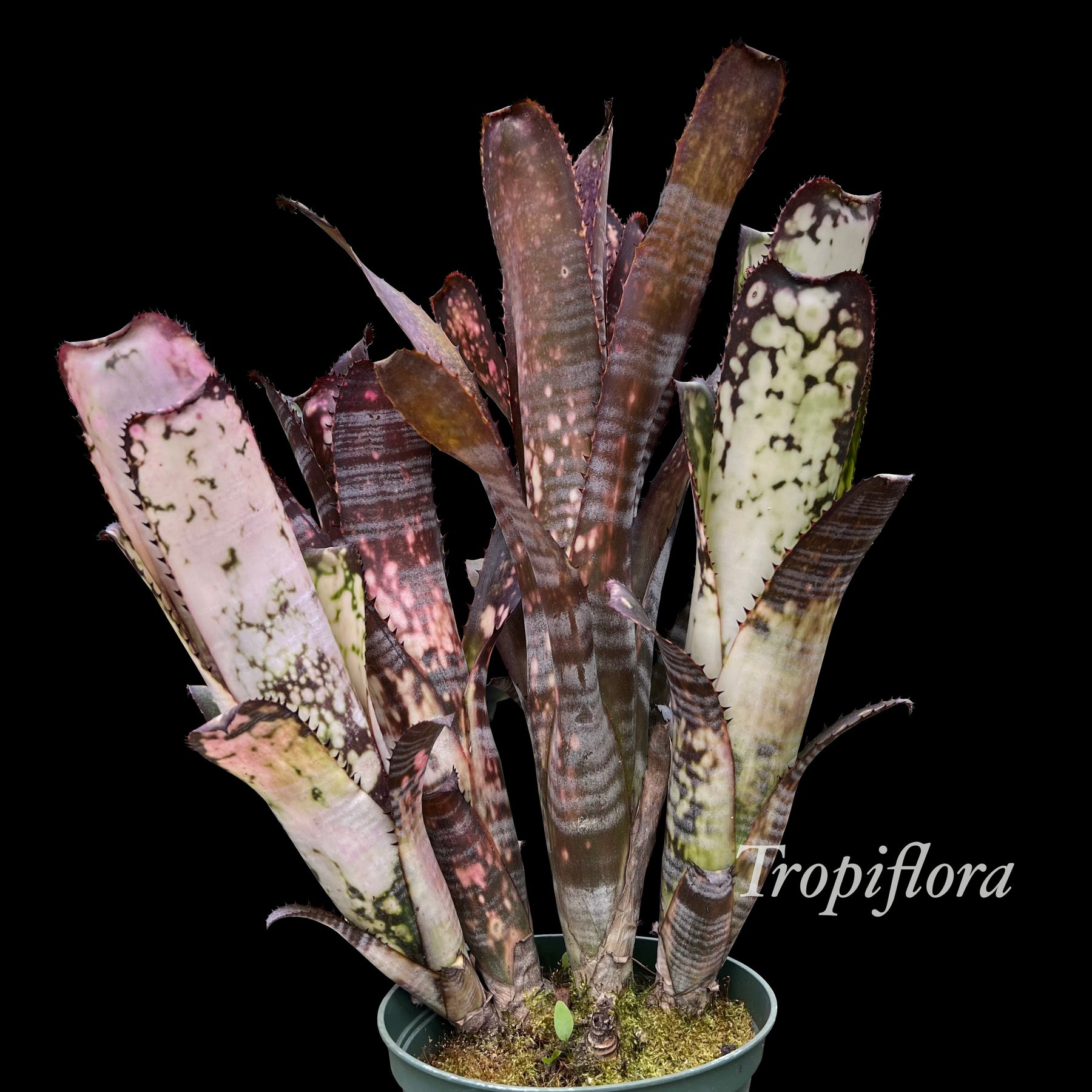 ブロメリア・エアープランツ Billbergia Midnight Sun Billbergia 'Midnight Sun' – Tropiflora