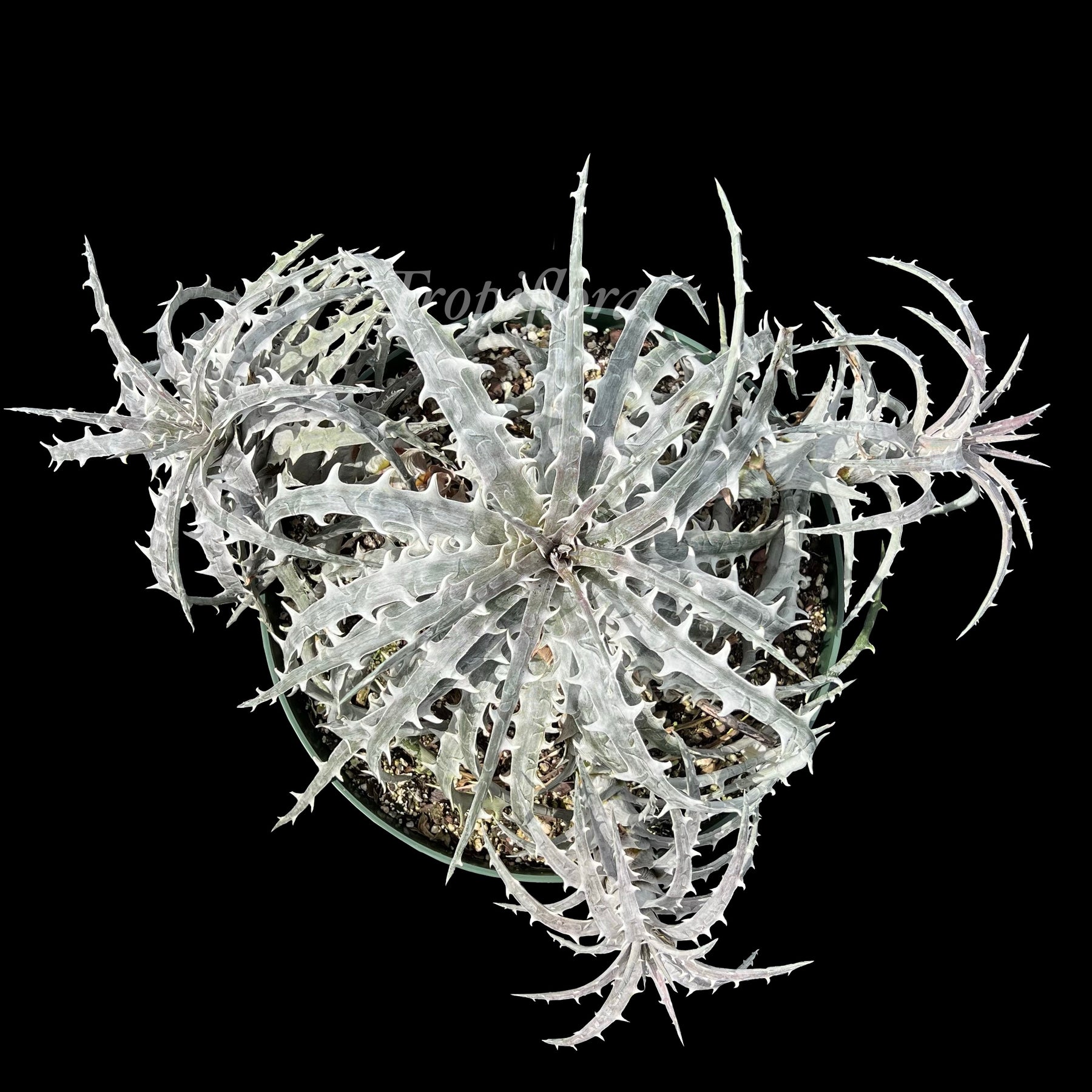 Dyckia goehringii Large clone – Tropiflora