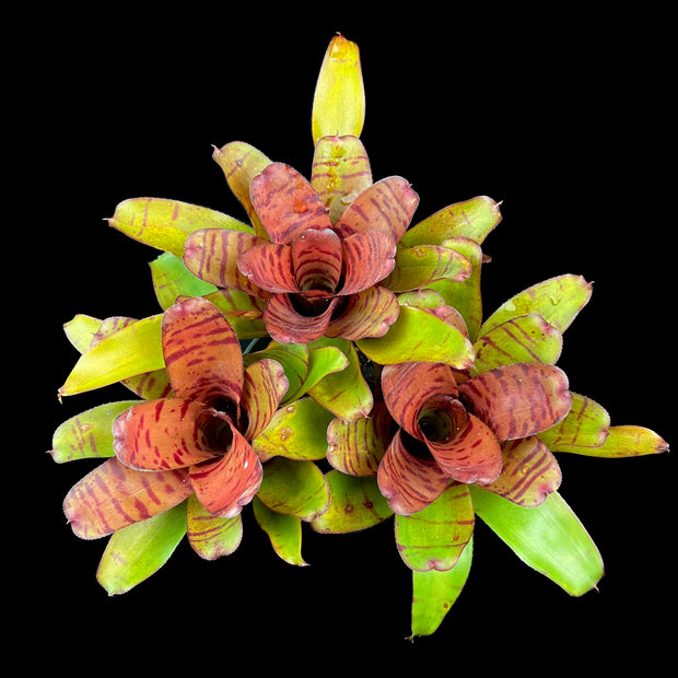 Neoregelia 'Bit-O-Honey'