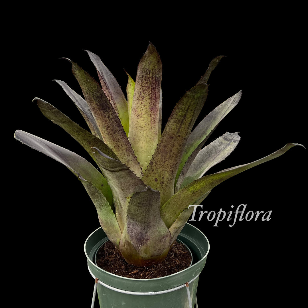 Hohenbergia leopoldo-horstii large 'Black' – Tropiflora