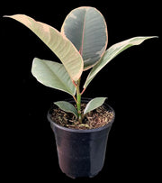 Ficus elastica cv. 'Tineke'