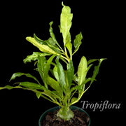 Myrmephytum selebicum