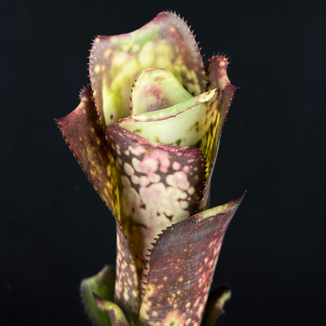 Billbergia 'Midnight Sun' – Tropiflora