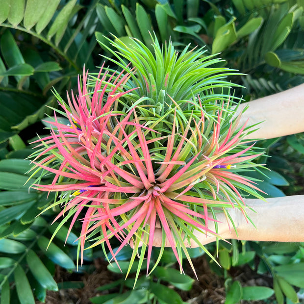 Tillandsia ionantha 'Cabo Gigante'