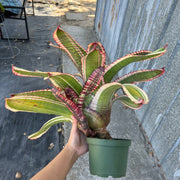 Neoregelia Atomic Fusion