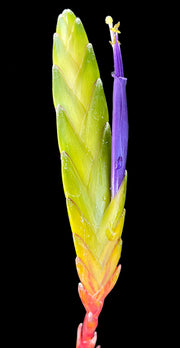 Tillandsia rodrigueziana Mexican form