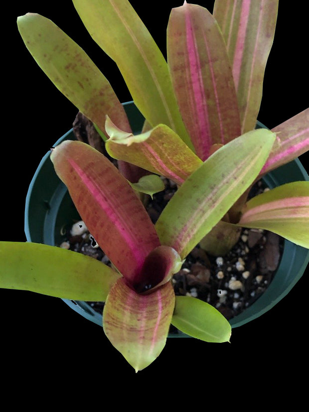 Neoregelia 'Kilihune'