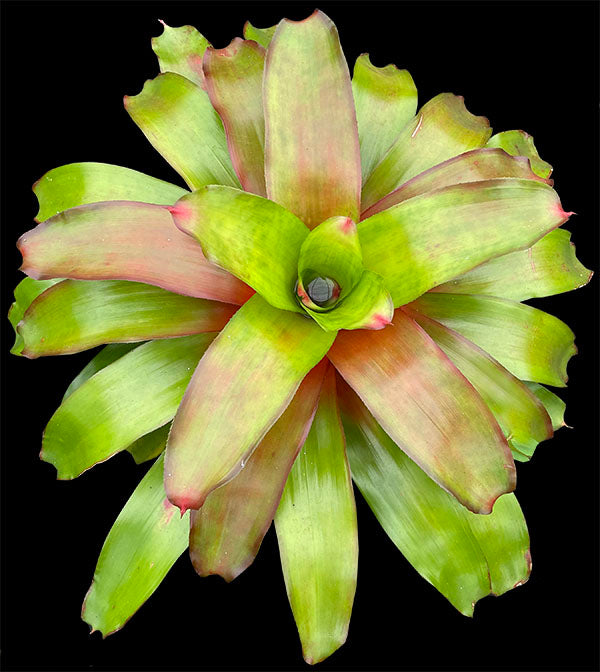 Neoregelia 'Plever'